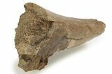 Partial Hadrosaur (Edmontosaurus) Mandible - Wyoming #227491-3